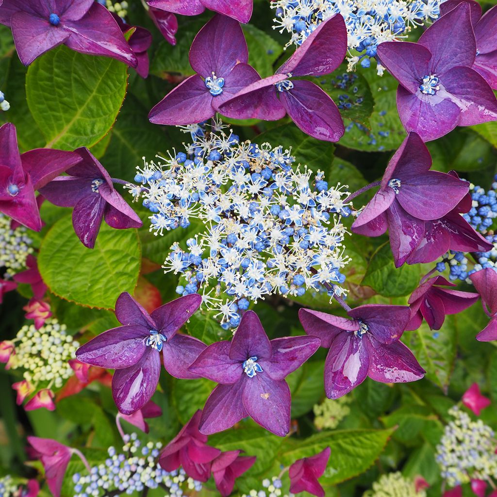 Hortensia - Hydrangea macrophylla Kardinal Violet