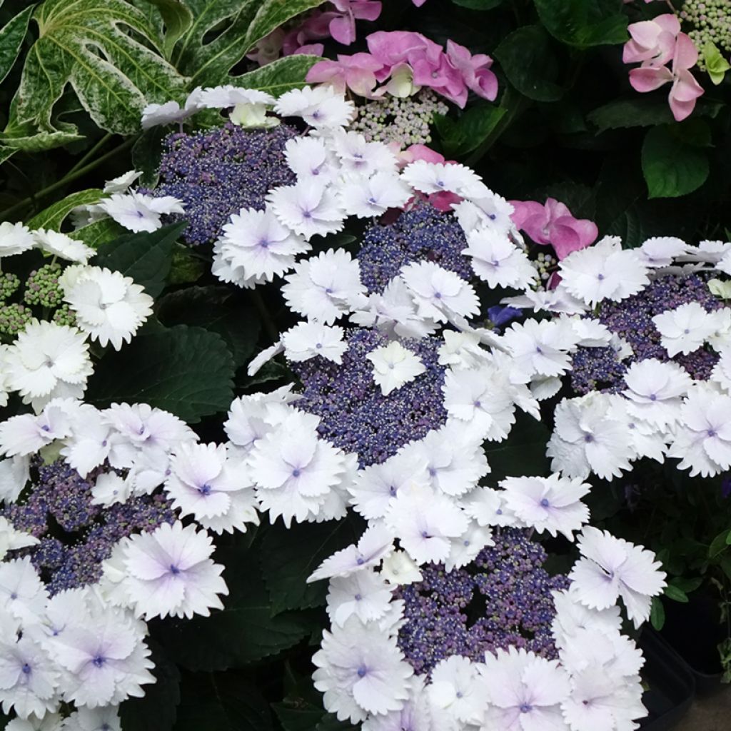 Hortensia - Hydrangea macrophylla Koria