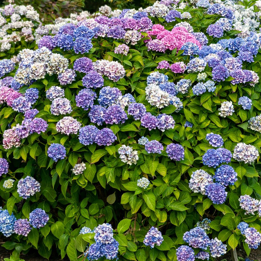 Hortensia - Hydrangea macrophylla La Marne 