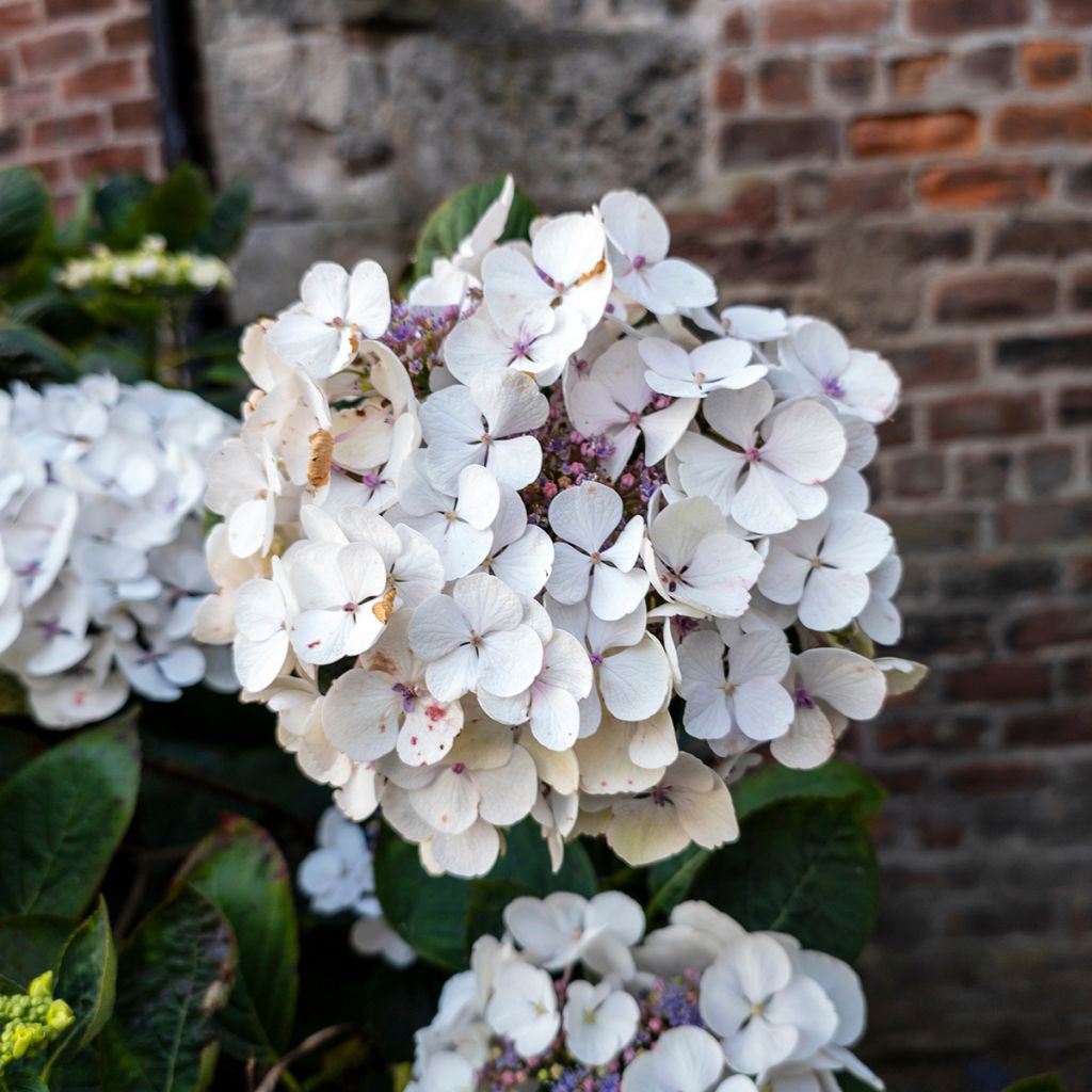 Hortensia - Hydrangea macrophylla Libelle (Teller white)