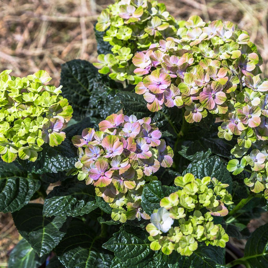 Hortensia - Hydrangea macrophylla Magical Amethyst