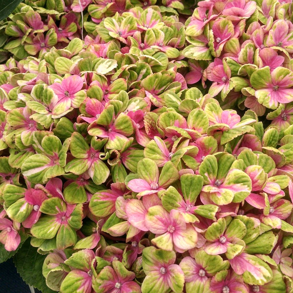 Hortensia - Hydrangea macrophylla Magical Coral rosa