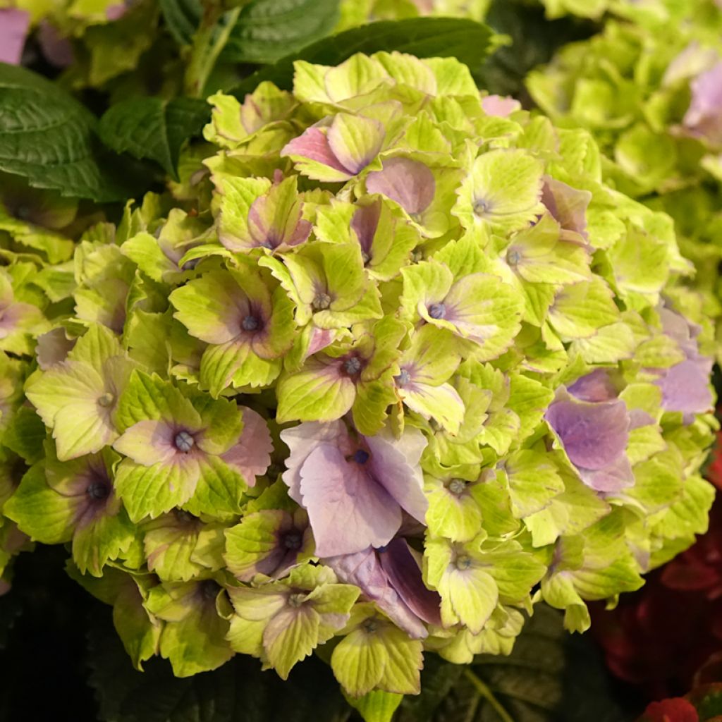 Hortensia - Hydrangea macrophylla Magical Jewel rosa