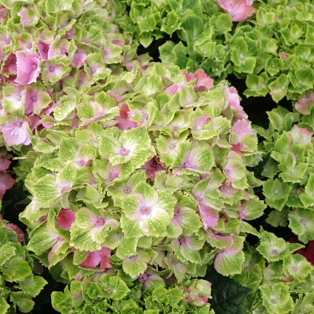 Hortensia - Hydrangea macrophylla Magical Jewel rosa