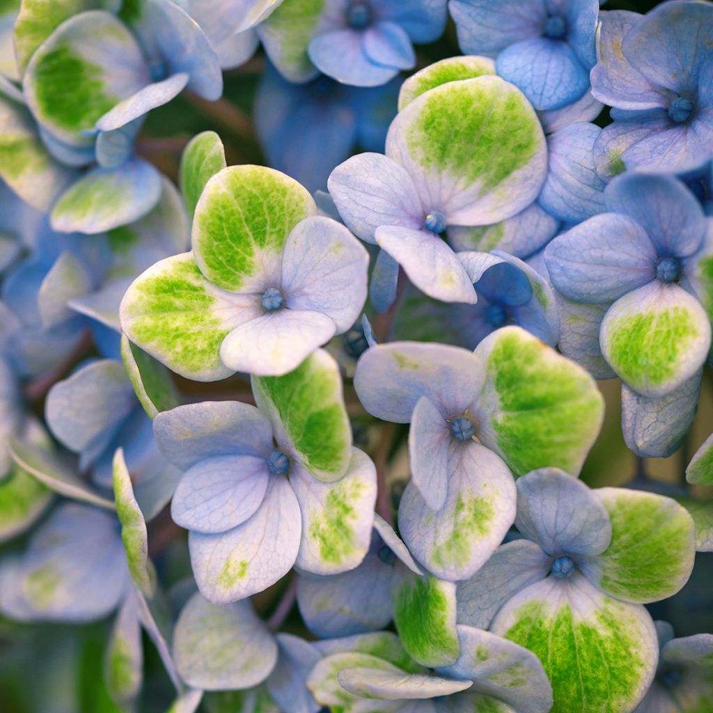 Hortensia - Hydrangea macrophylla Magical Revolution Bleu