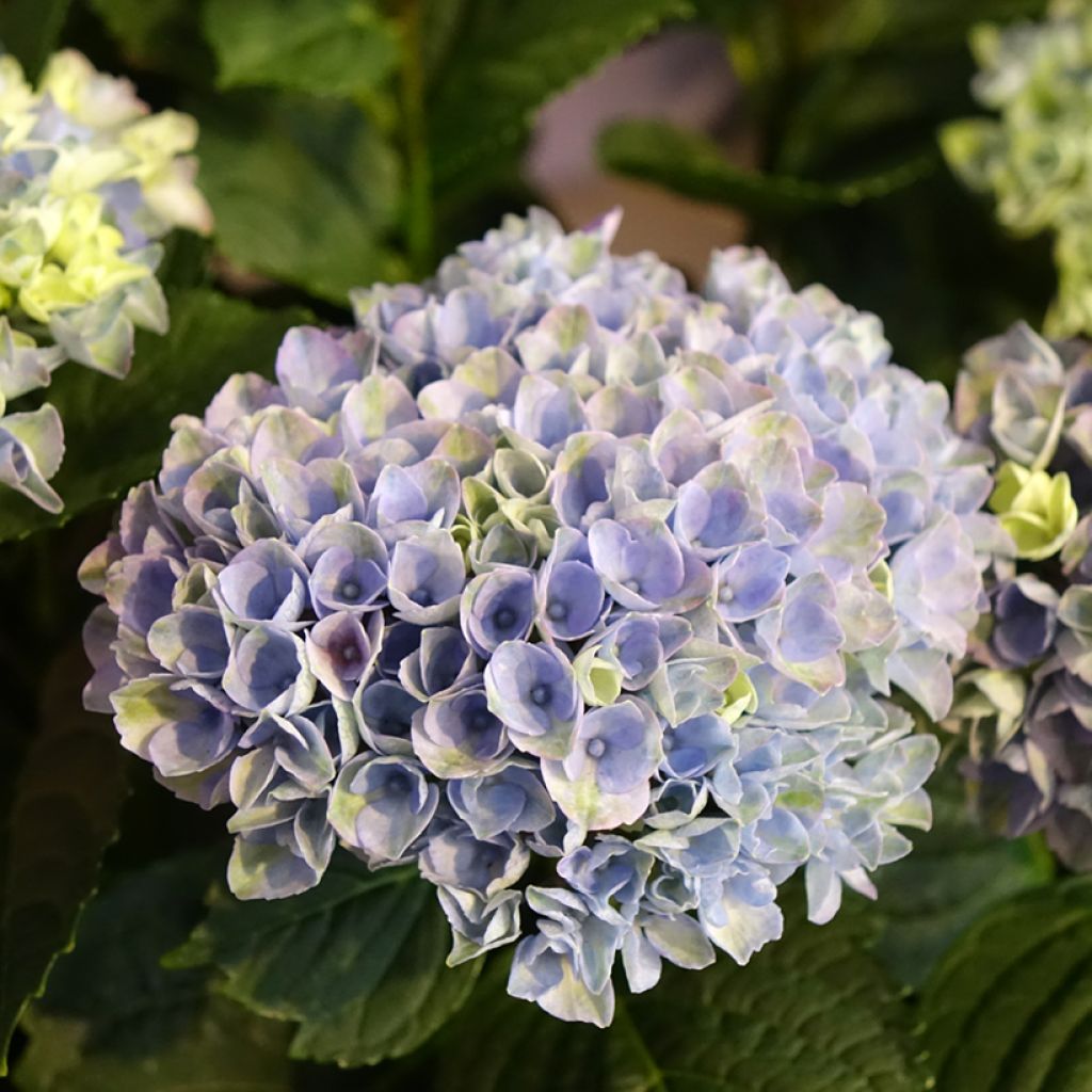 Hortensia - Hydrangea macrophylla Magical Revolution Bleu