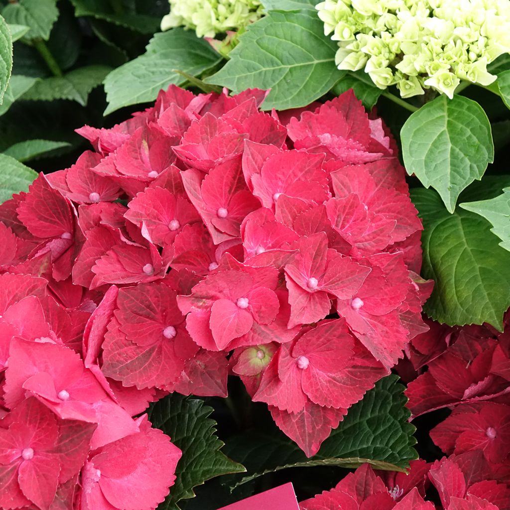 Hortensia - Hydrangea macrophylla Magical Ruby Tuesday