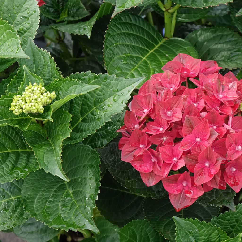 Hortensia - Hydrangea macrophylla Magical Ruby Tuesday
