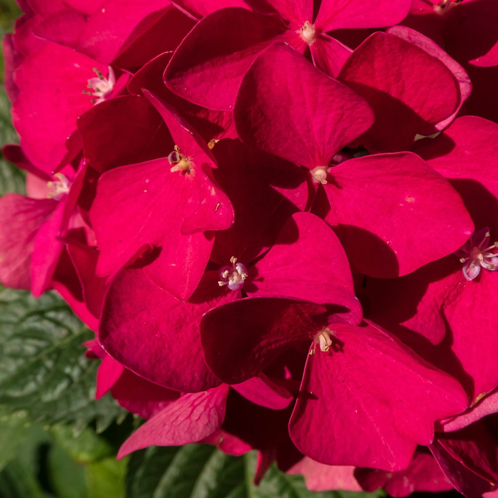 Hortensia - Hydrangea macrophylla Merveille Sanguine