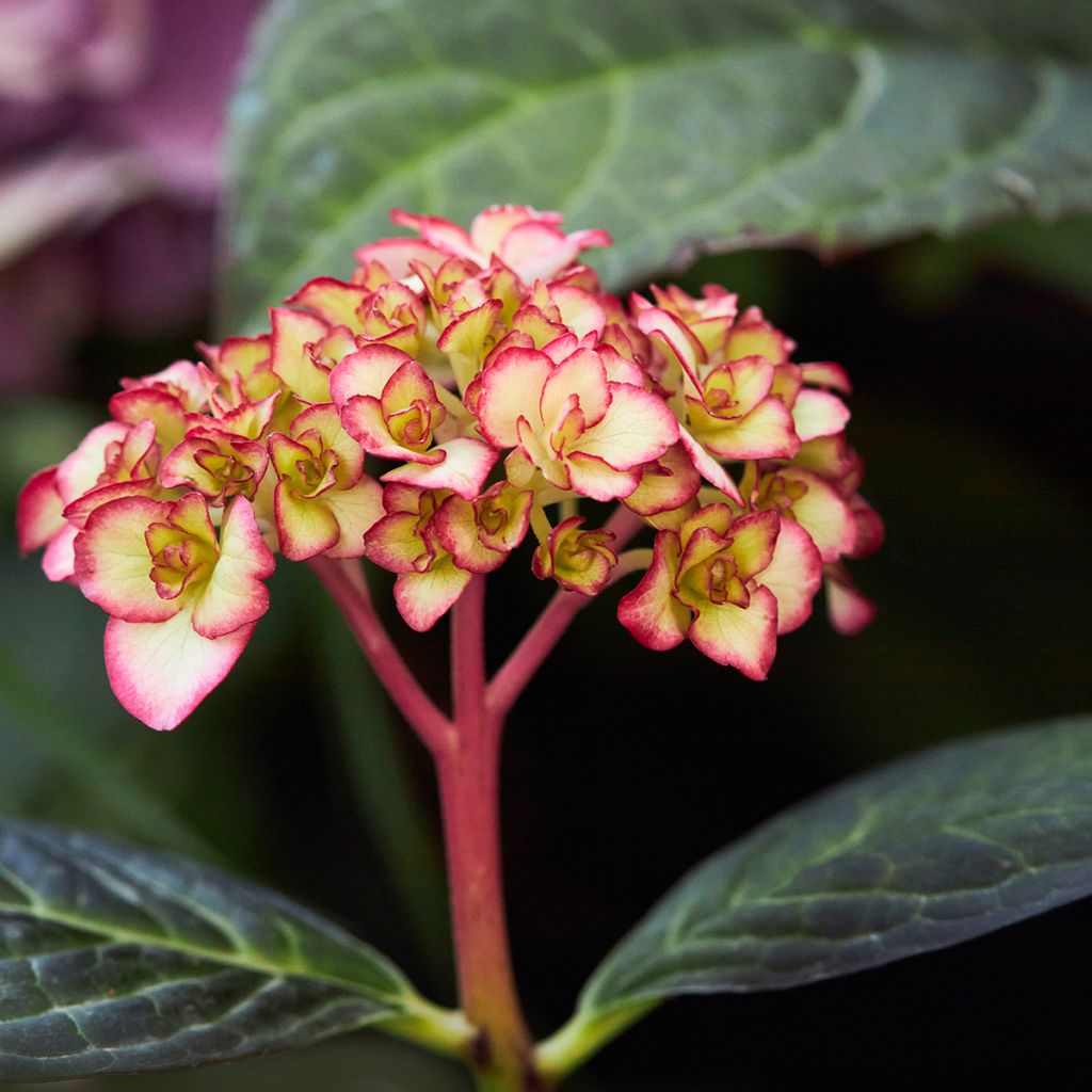 Hortensia - Hydrangea macrophylla Miss Saori