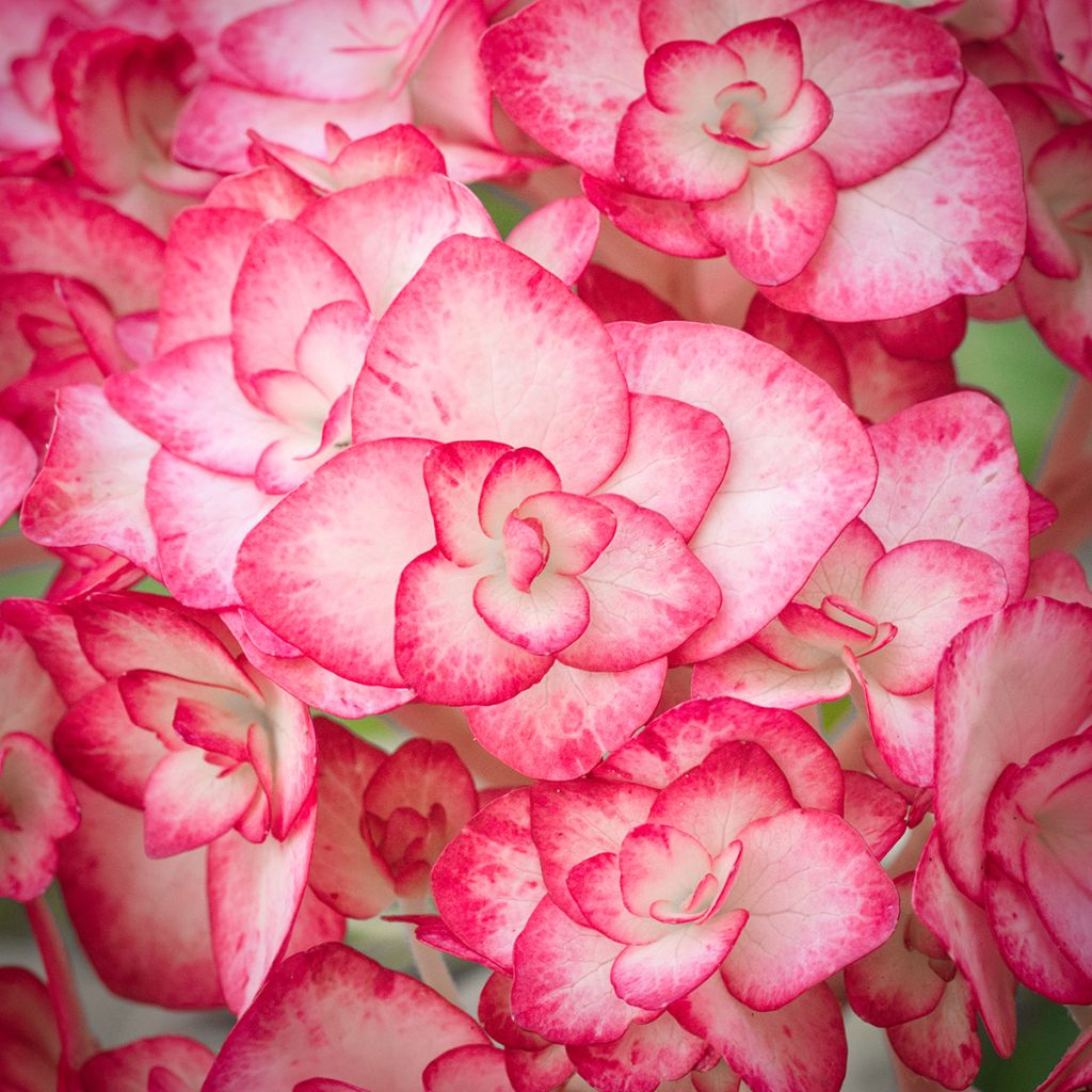 Hortensia - Hydrangea macrophylla Miss Saori