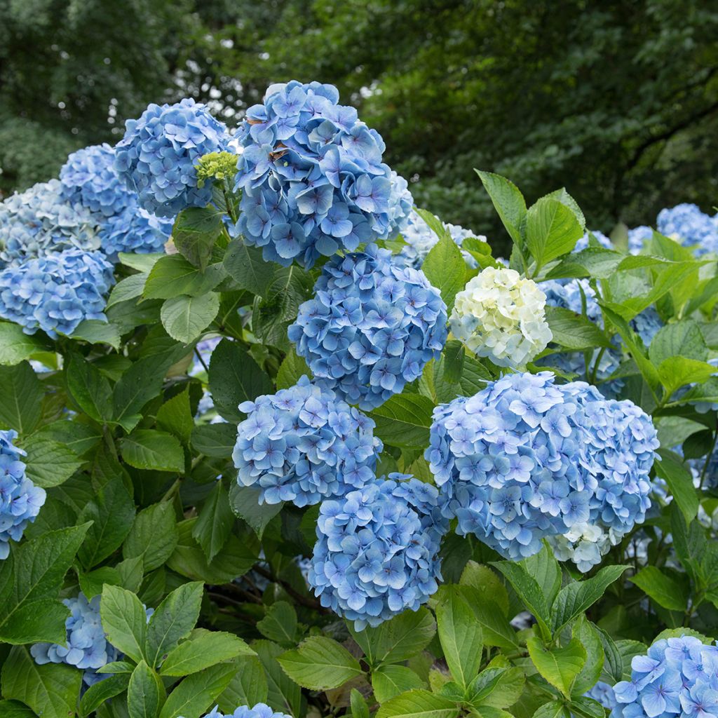 Hortensia - Hydrangea macrophylla Mousseline
