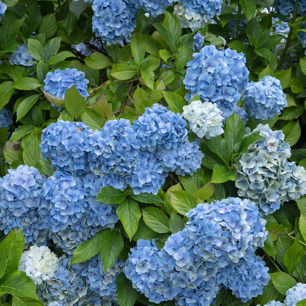 Hortensia - Hydrangea macrophylla Mousseline