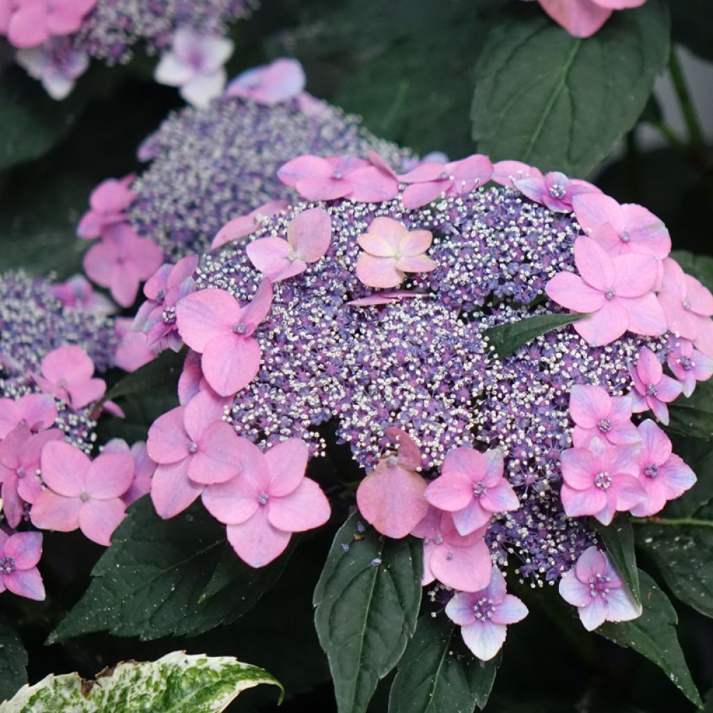 Hortensia - Hydrangea macrophylla Nanping