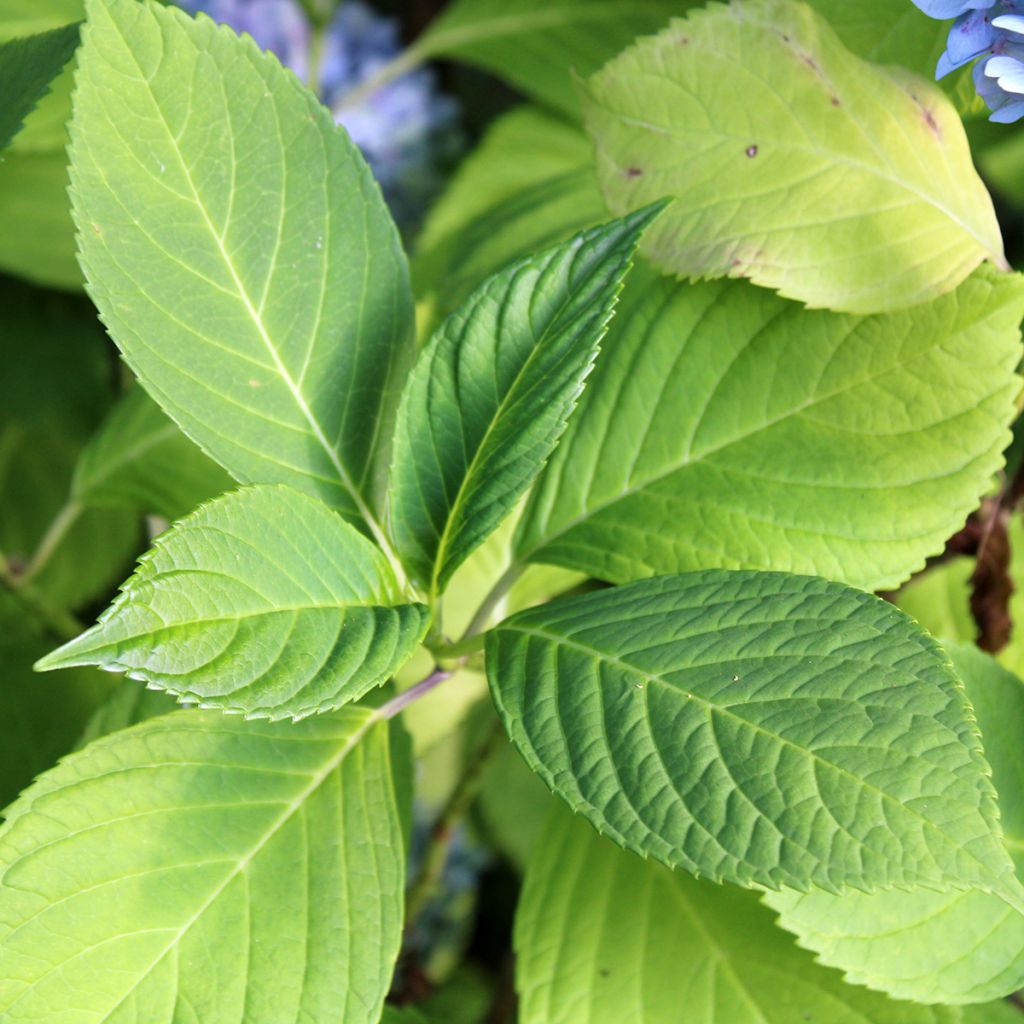 Hortensia - Hydrangea macrophylla Nikko Blue