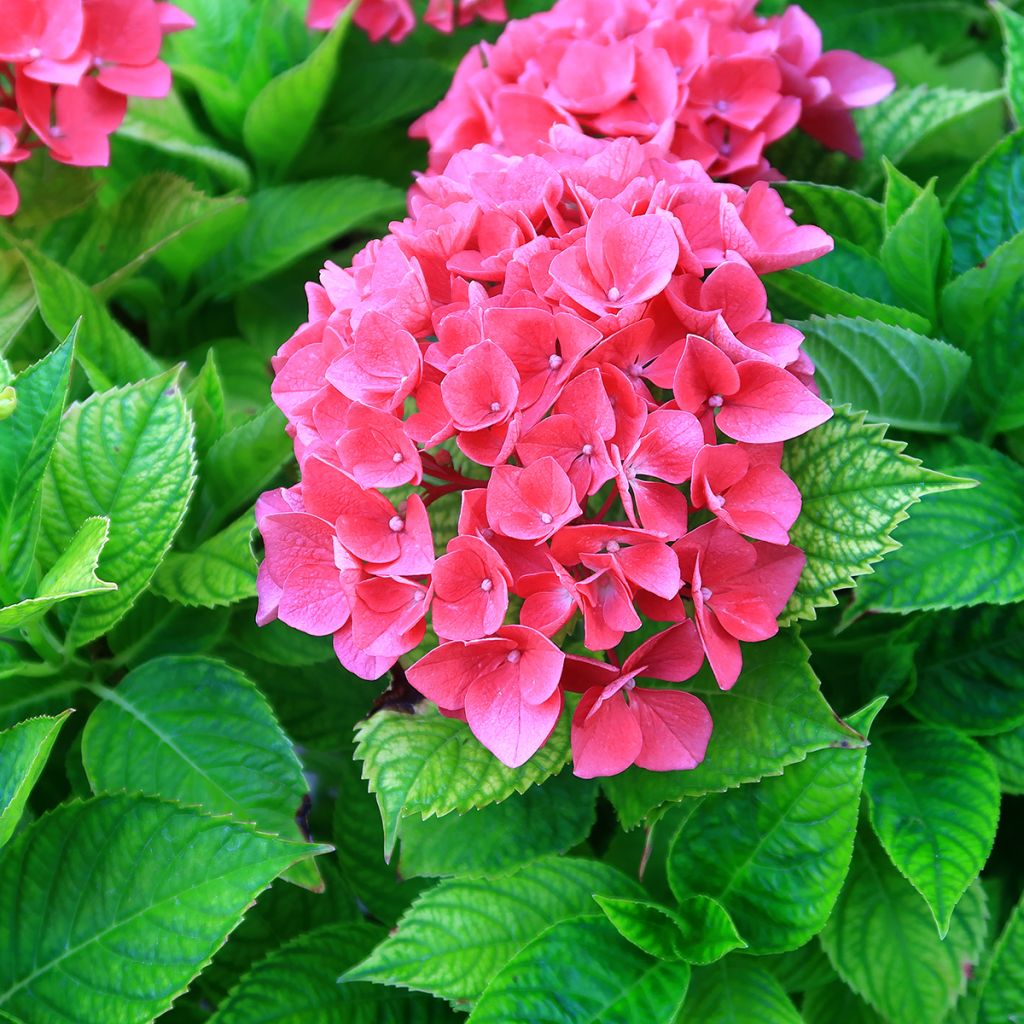 Hortensia - Hydrangea macrophylla Pia