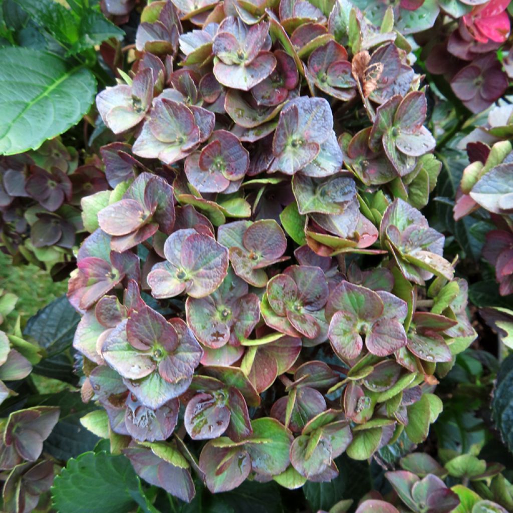 Hortensia - Hydrangea macrophylla Rebellion Choco Love