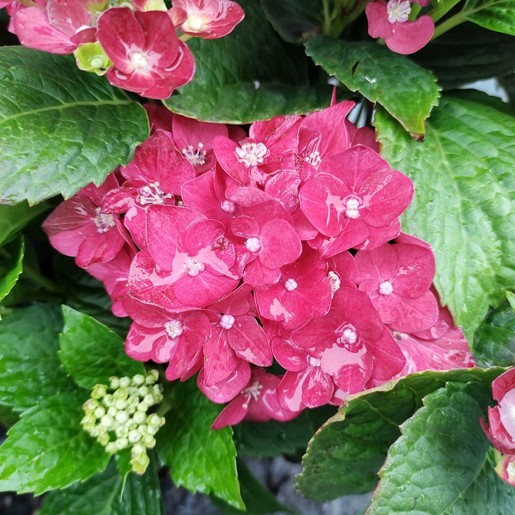 Hortensia - Hydrangea macrophylla Red Reggae (Music Collection)