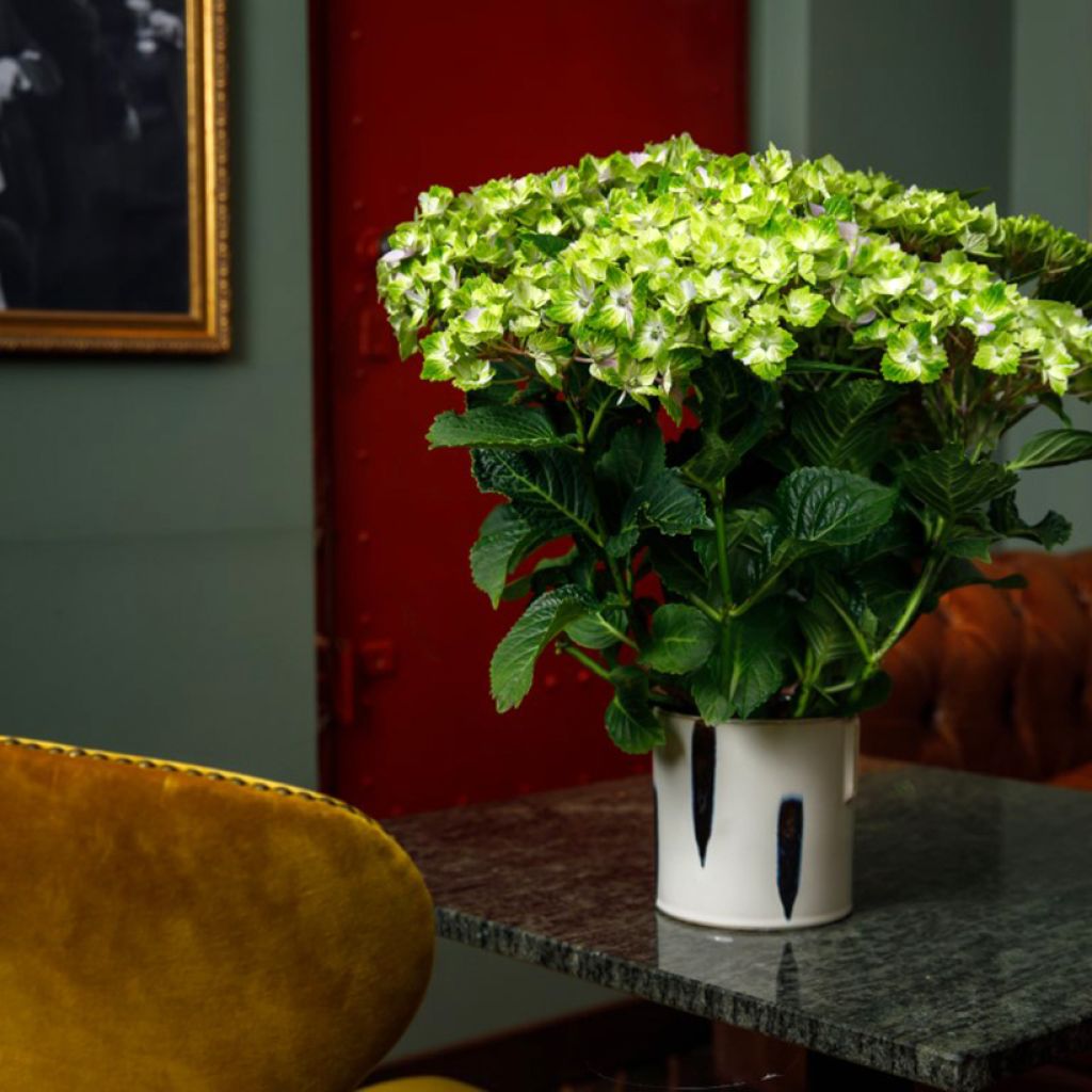 Hortensia - Hydrangea macrophylla Rembrandt Vibrant Verde