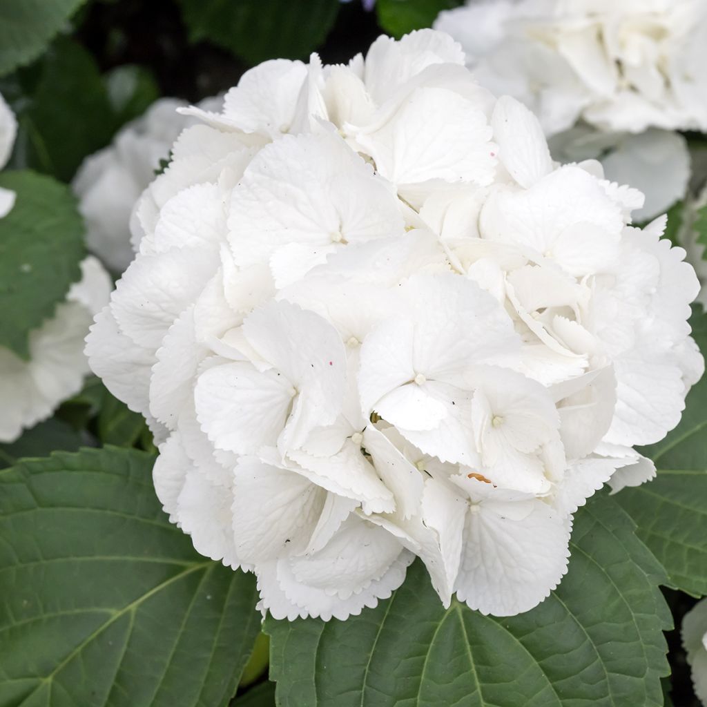 Hortensia - Hydrangea macrophylla Schneeball
