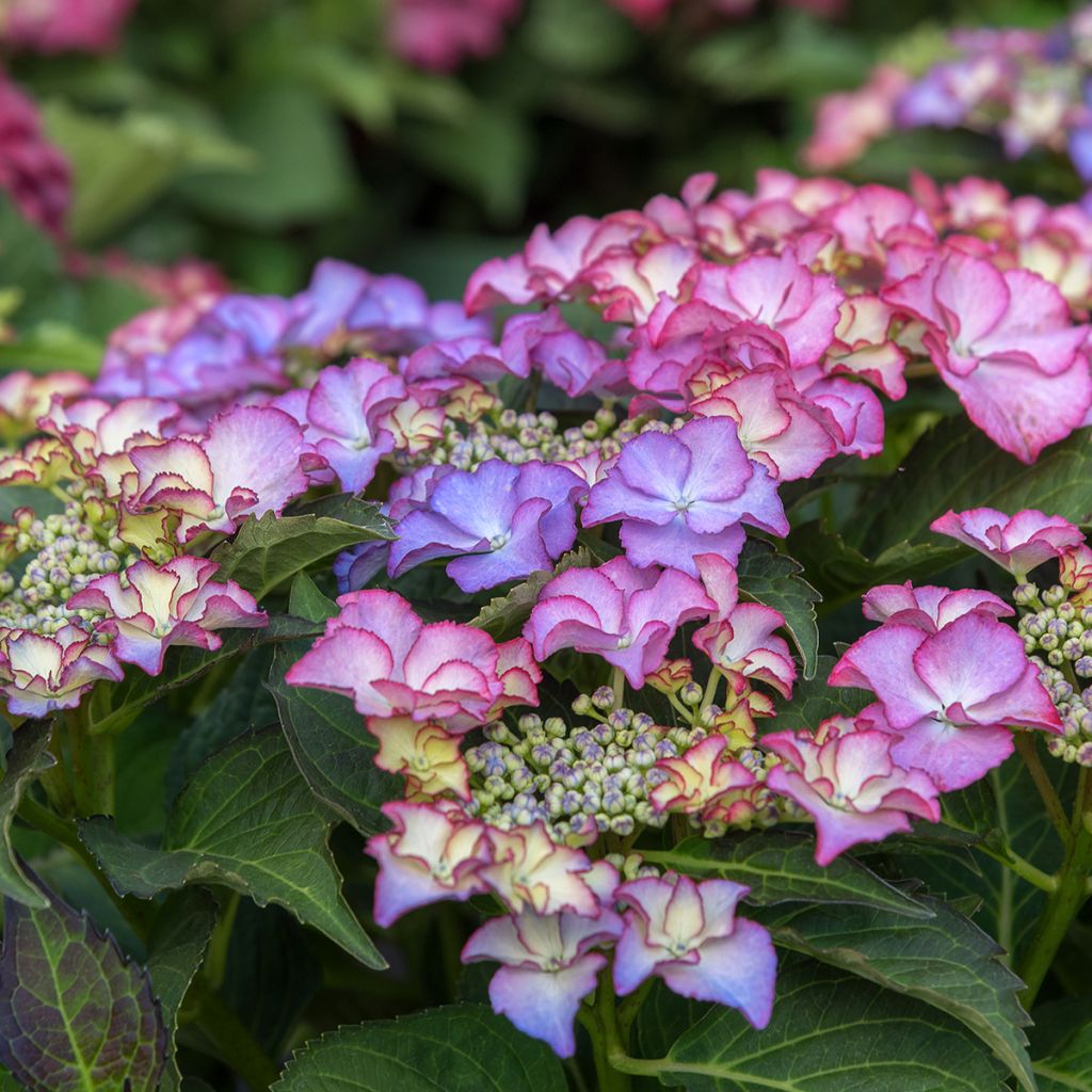 Hortensia - Hydrangea macrophylla Tiffany