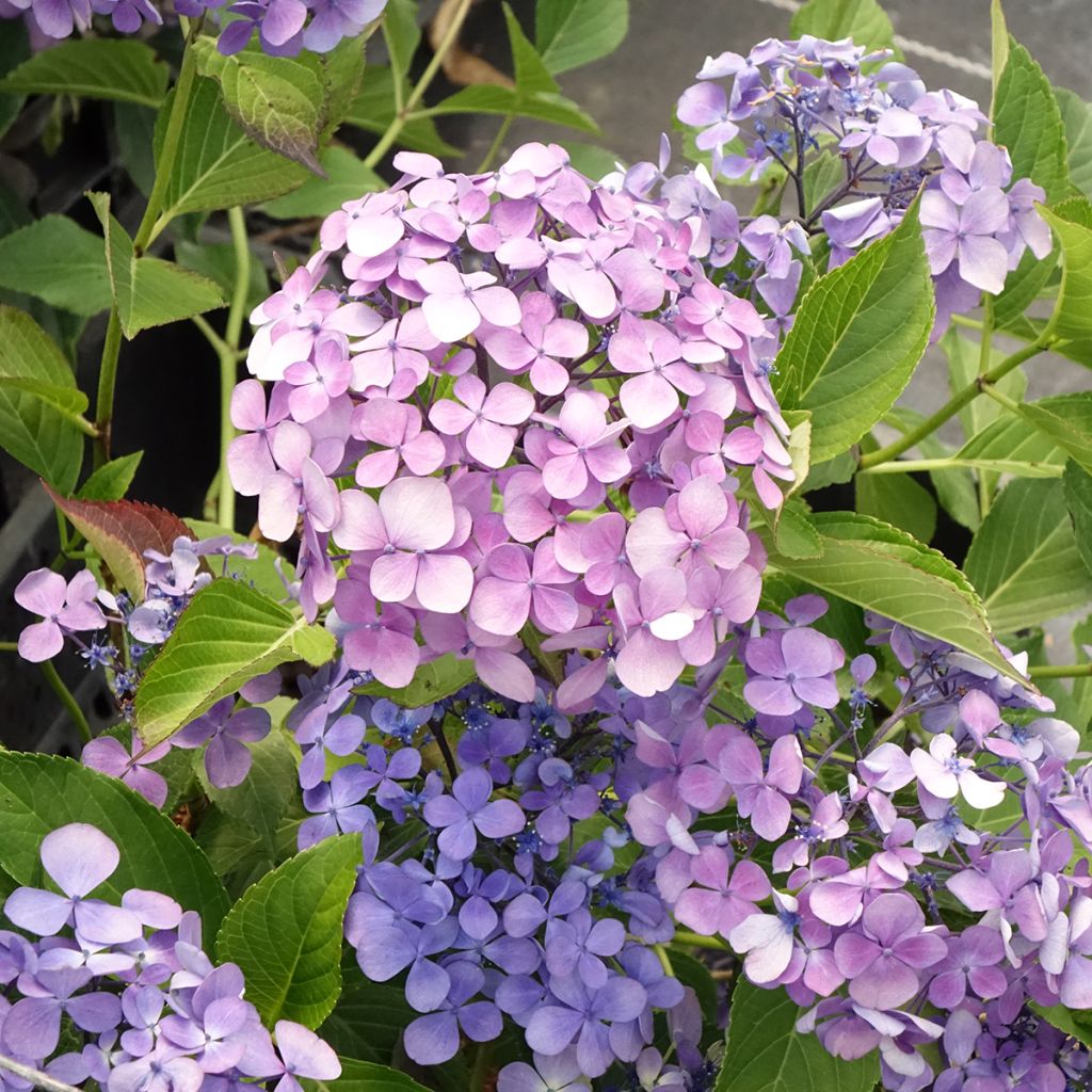 Hortensia - Hydrangea macrophylla Yamato