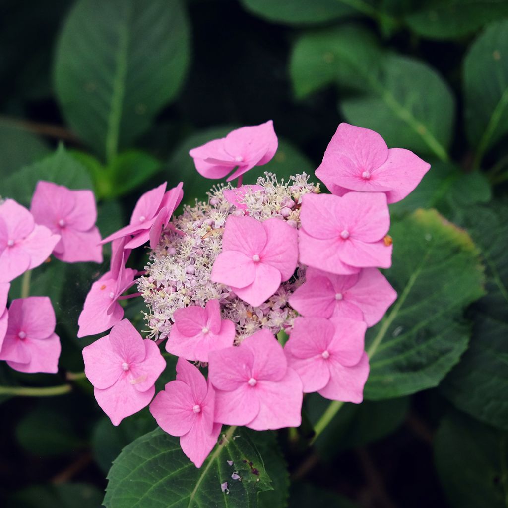 Hortensia - Hydrangea macrophylla Zorro rose