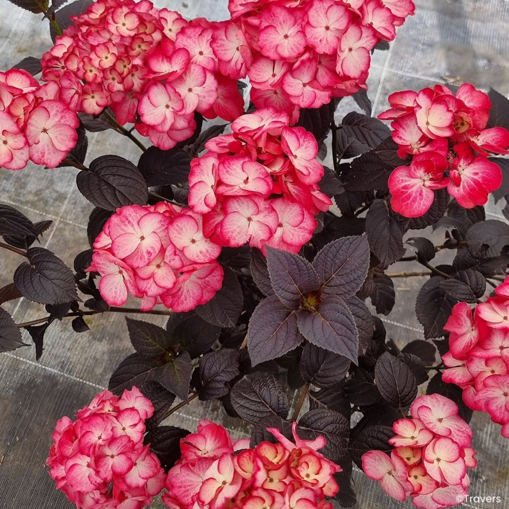 Hortensia - Hydrangea macrophylla x serrata Black Velvet Darbi
