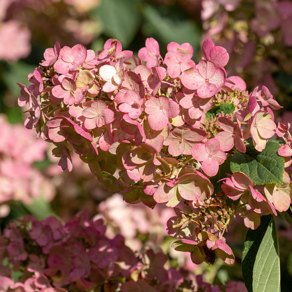 Hortensia - Hydrangea paniculata Pink Diamond