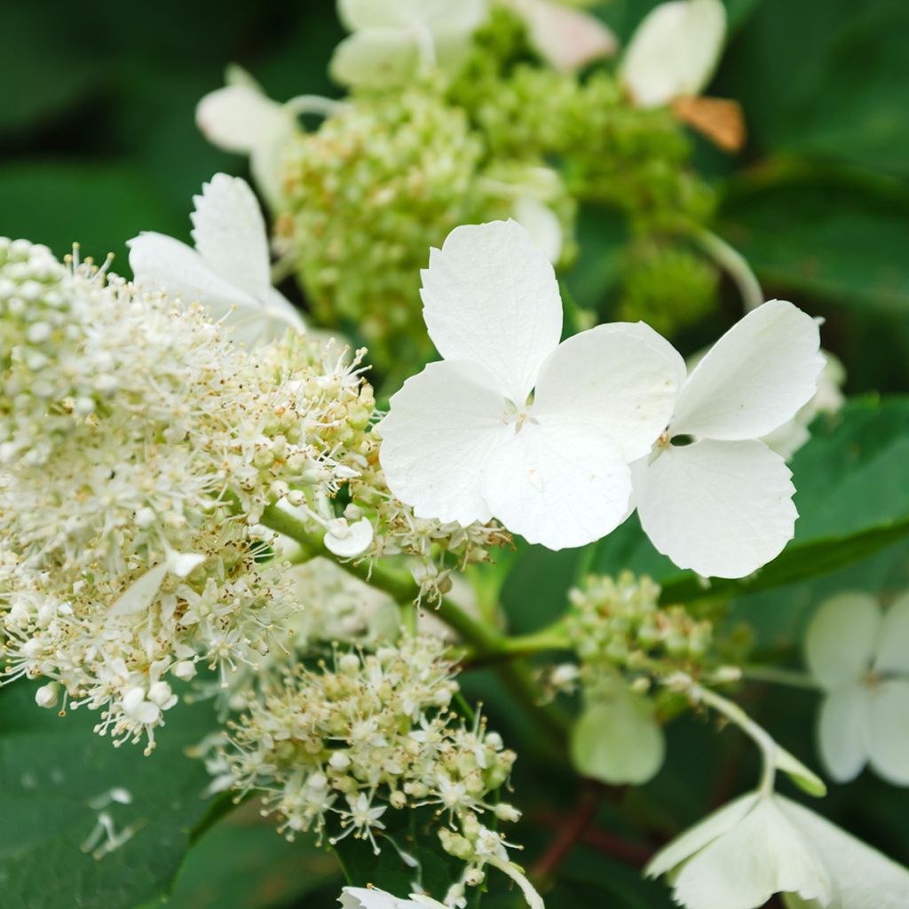 Hortensia - Hydrangea paniculata White Moth