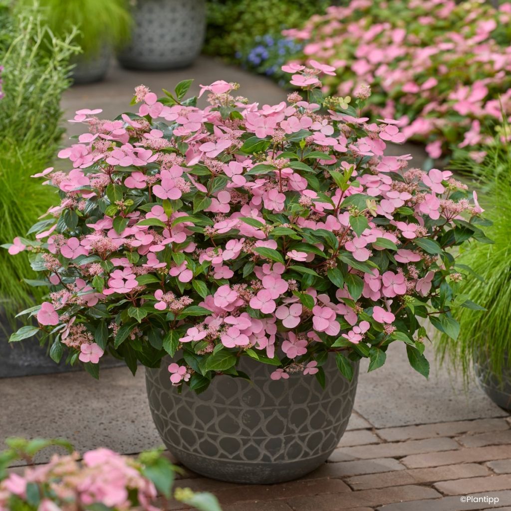 Hortensia - Hydrangea scandens First Love