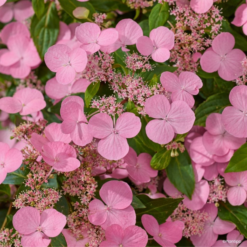 Hortensia - Hydrangea scandens First Love