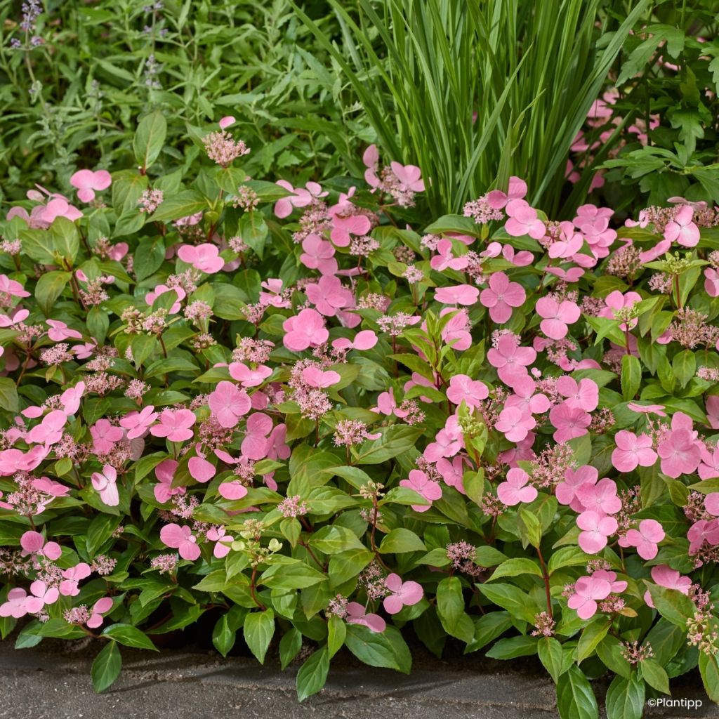 Hortensia - Hydrangea scandens First Love
