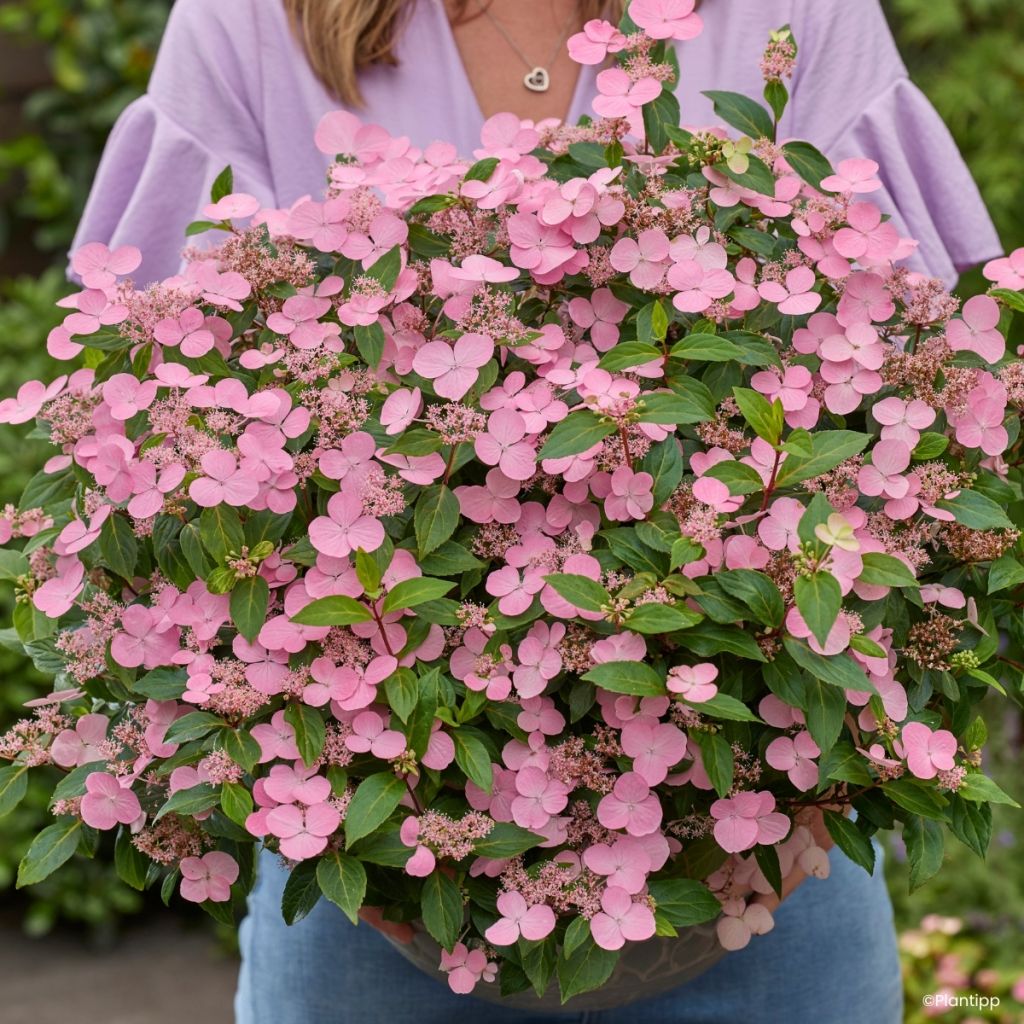 Hortensia - Hydrangea scandens First Love