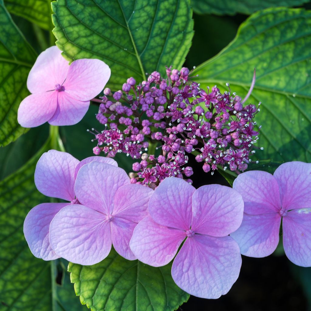Hortensia - Hydrangea serrata Avelroz