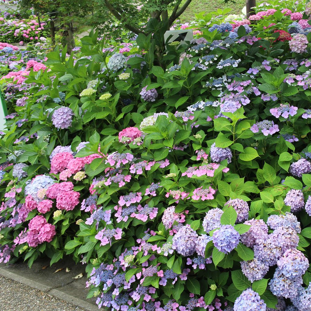 Hortensia - Hydrangea serrata Blue Bird