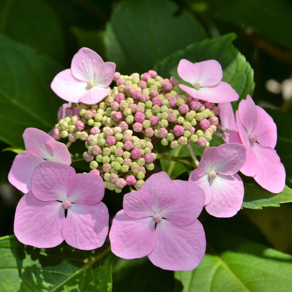 Hortensia - Hydrangea serrata Blue Bird