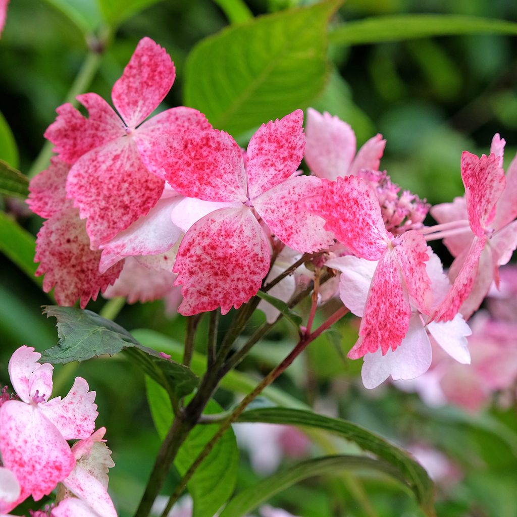 Hortensia - Hydrangea serrata Grayswood