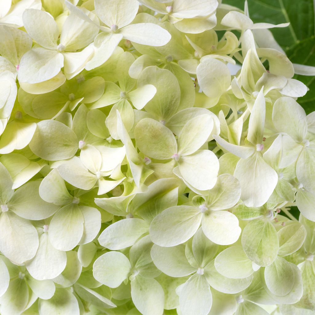 Hortensia arborescens BellaRagazza Limetta