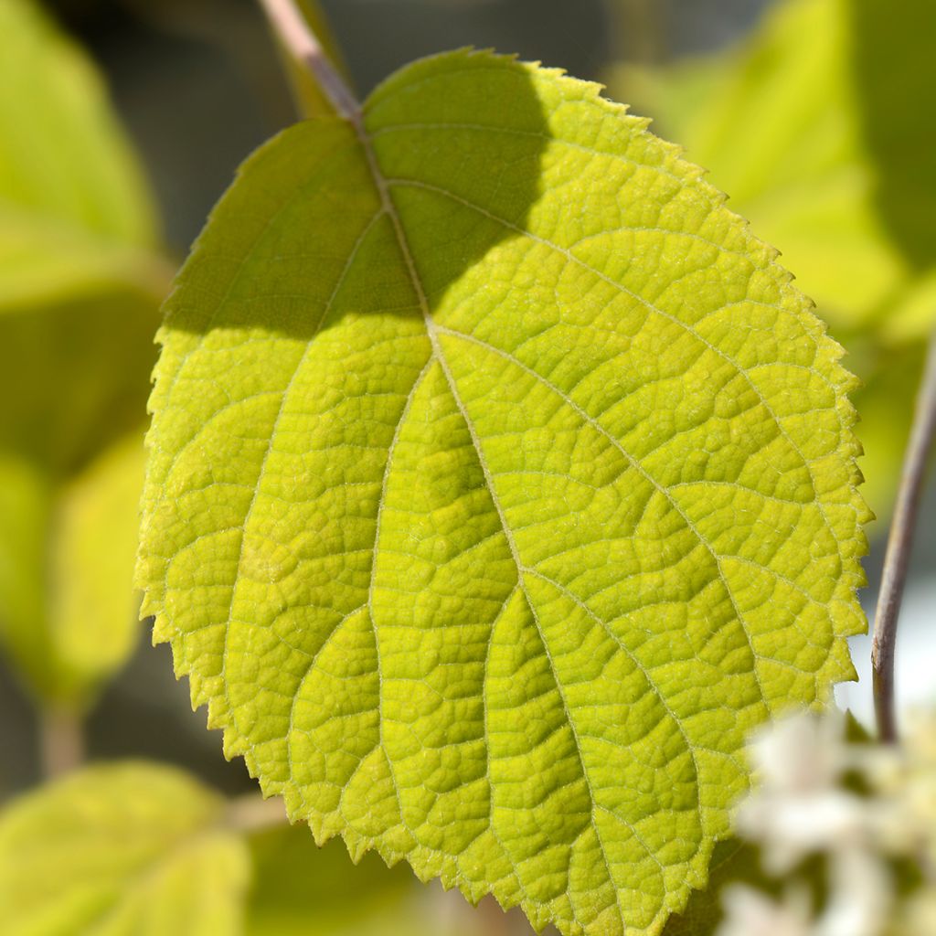 Hortensia arborescens Candybelle® Bubblegum
