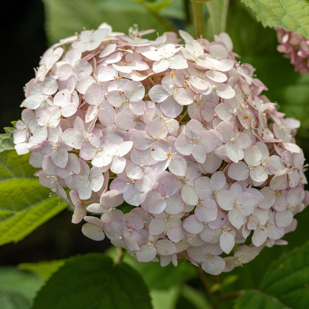 Hortensia arborescens Candybelle® Bubblegum