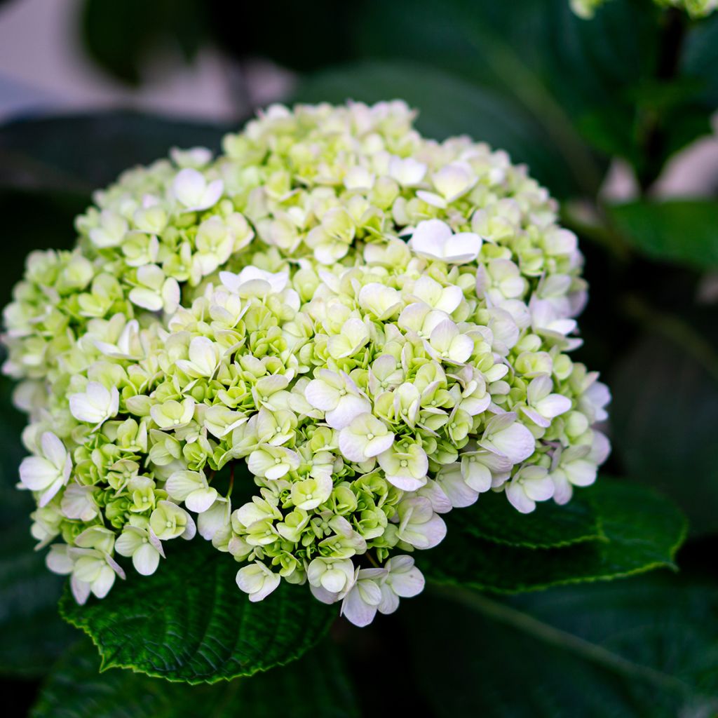 Hortensia arborescens Lime Rickey