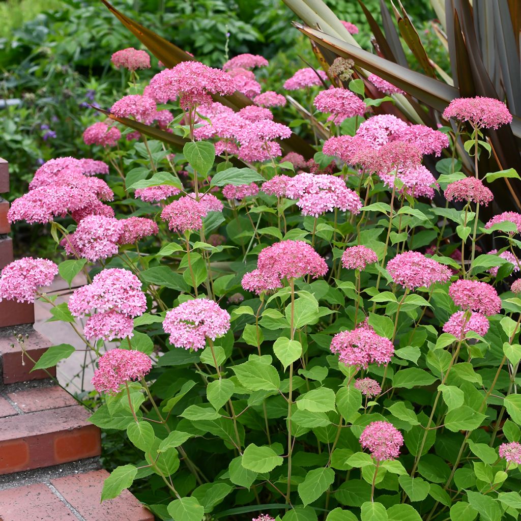 Hortensia arborescens Pink Annabelle ou Invincibelle