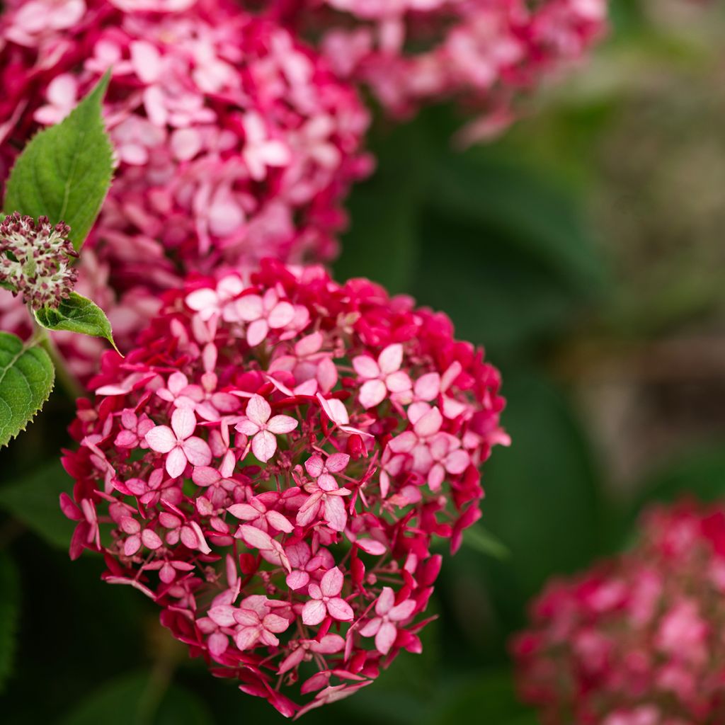 Hortensia arborescens Ruby Annabelle