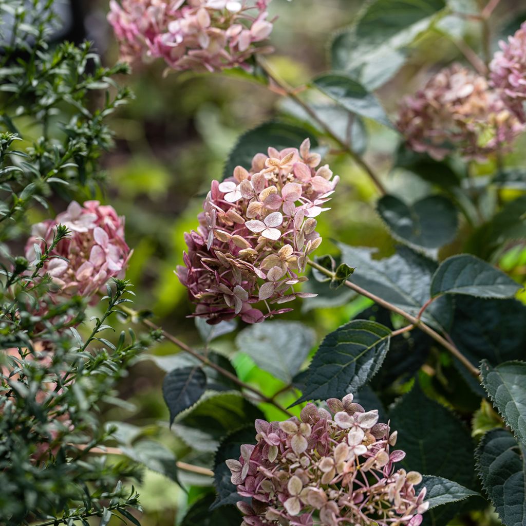 Hortensia arborescens Sweet Annabelle