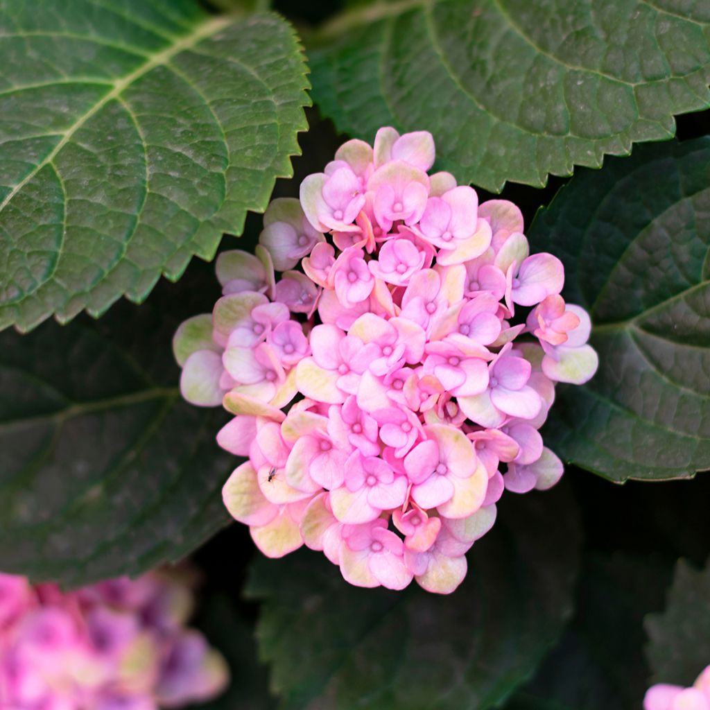 Hortensia arborescens Sweet Annabelle