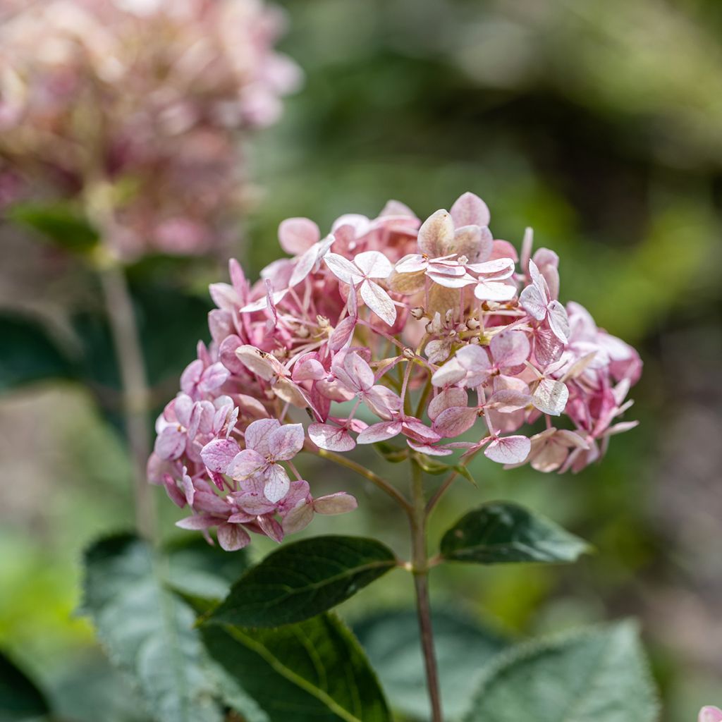 Hortensia arborescens Sweet Annabelle