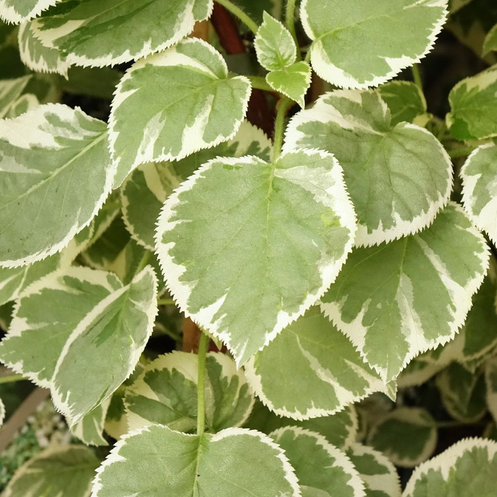 Hortensia grimpant - Hydrangea petiolaris Silver Lining