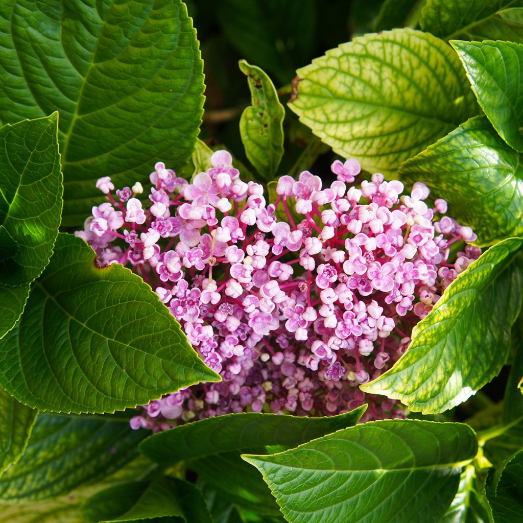 Hortensia macrophylla Ayesha