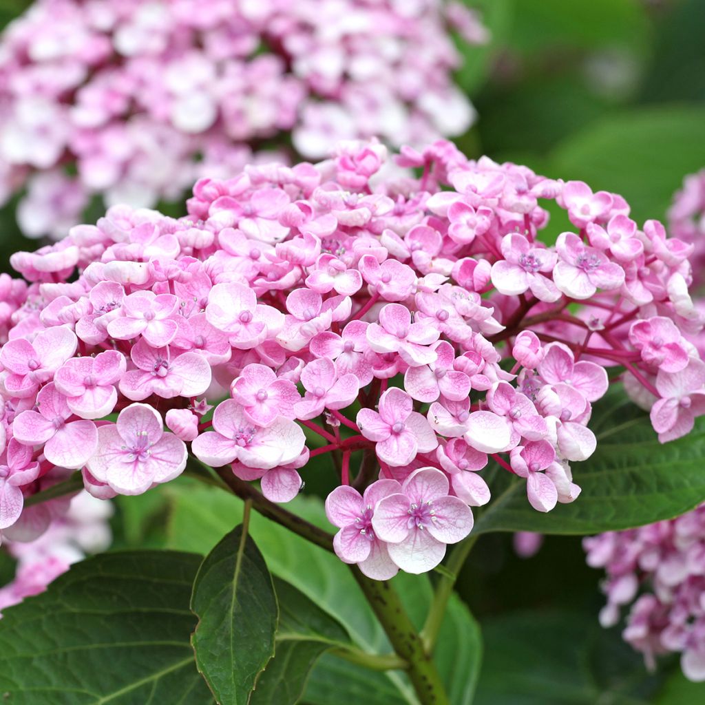 Hortensia macrophylla Ayesha